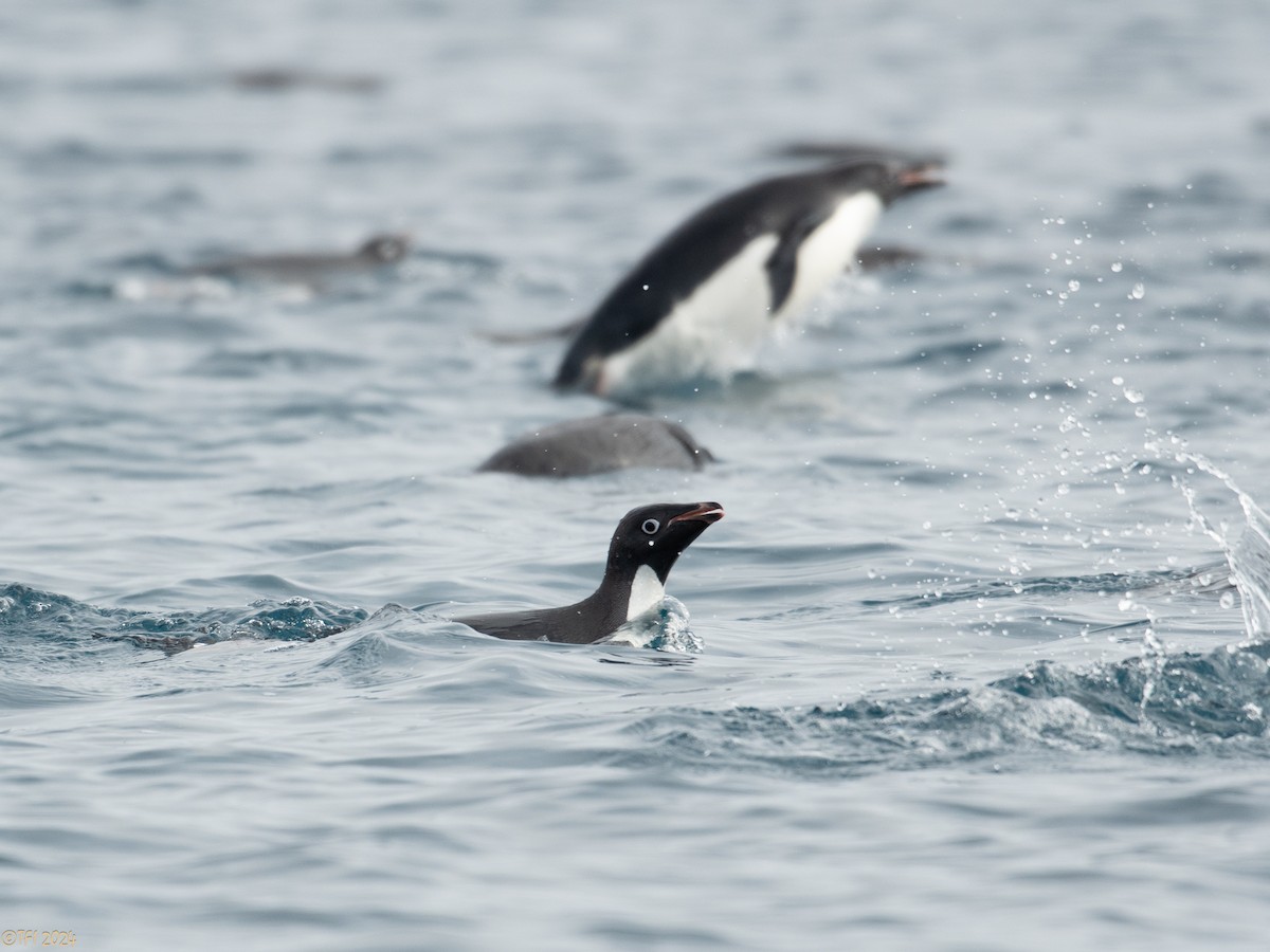 Adelie Penguin - ML623952367