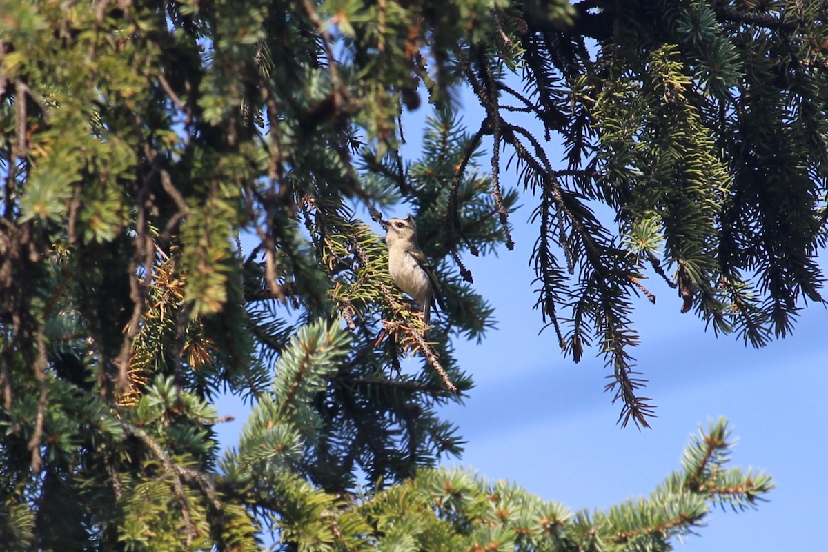 Golden-crowned Kinglet - ML623952370