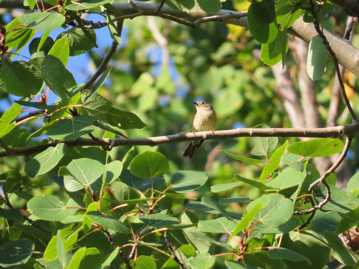 Ruby-crowned Kinglet - Christine Cote