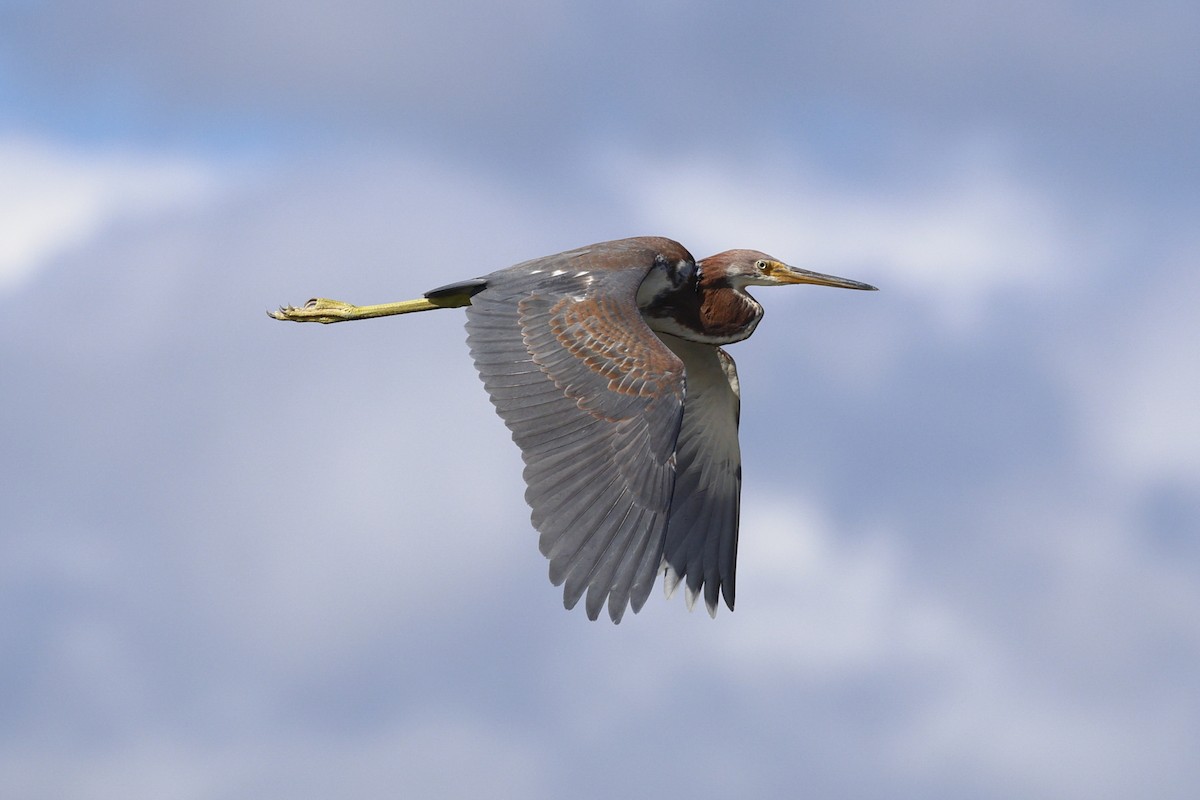 Tricolored Heron - Alex Tongas