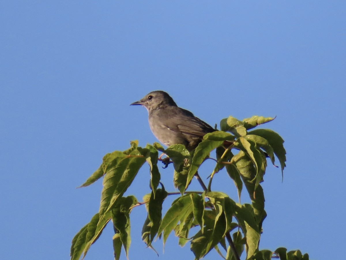 Gray Catbird - Christine Cote