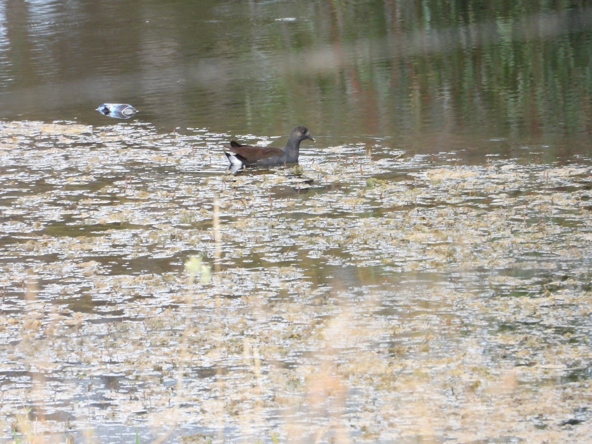 Gallinule d'Amérique - ML623952394