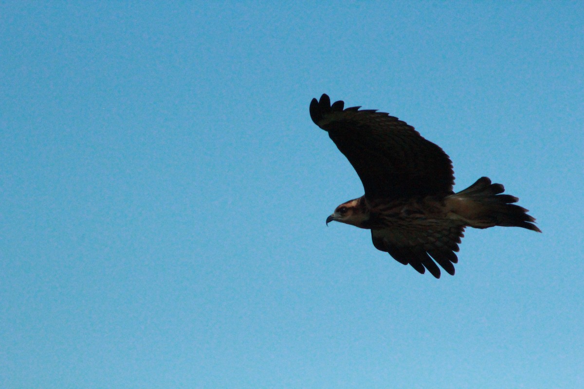 Snail Kite - ML623952403