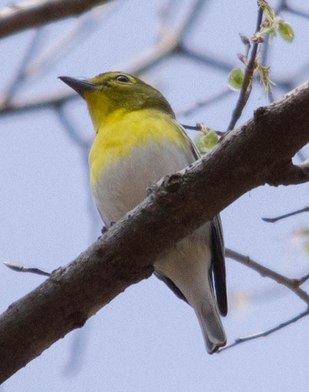 Yellow-throated Vireo - ML623952404