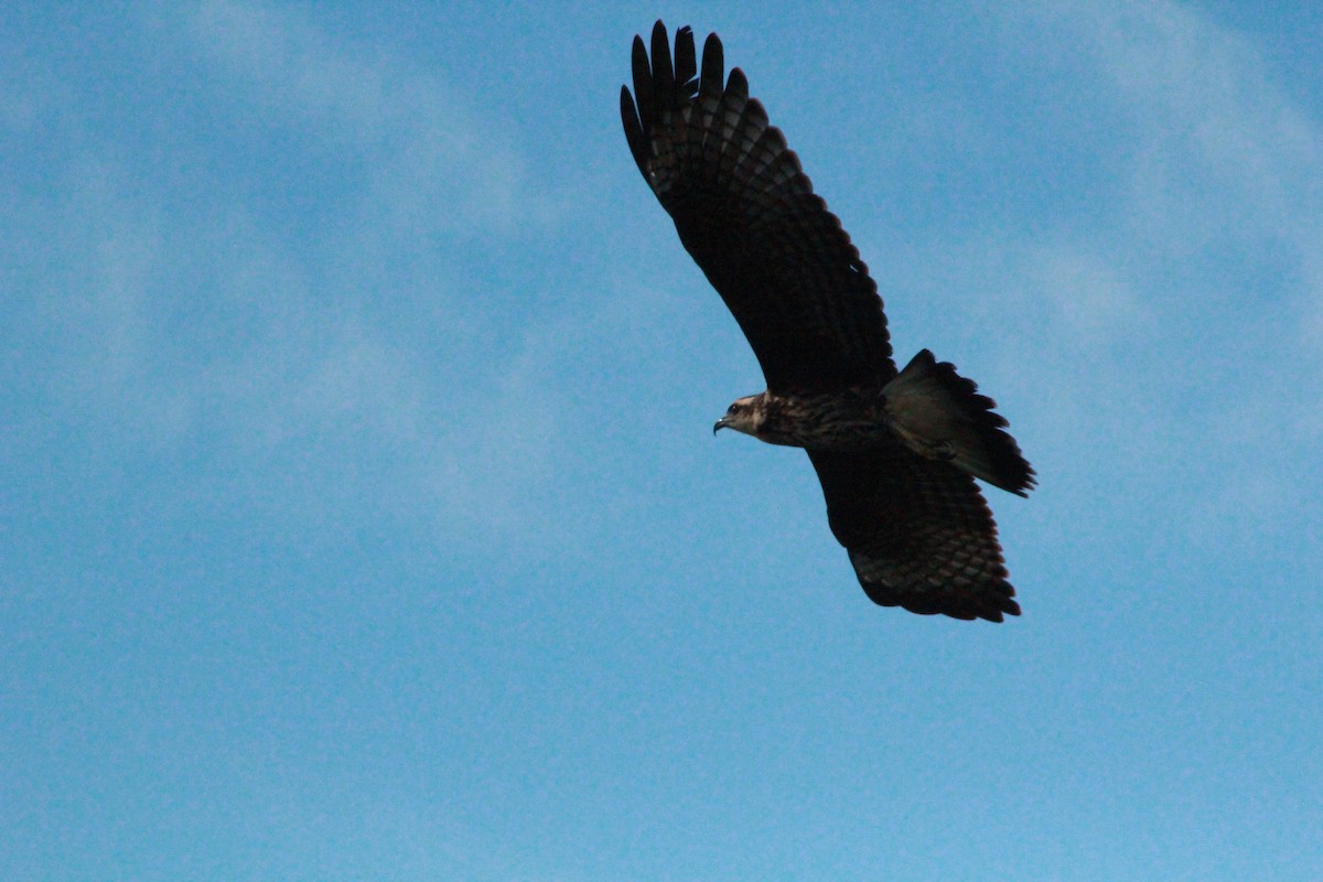 Snail Kite - ML623952406