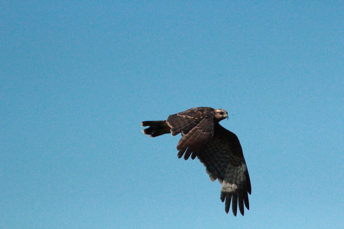 Snail Kite - ML623952407