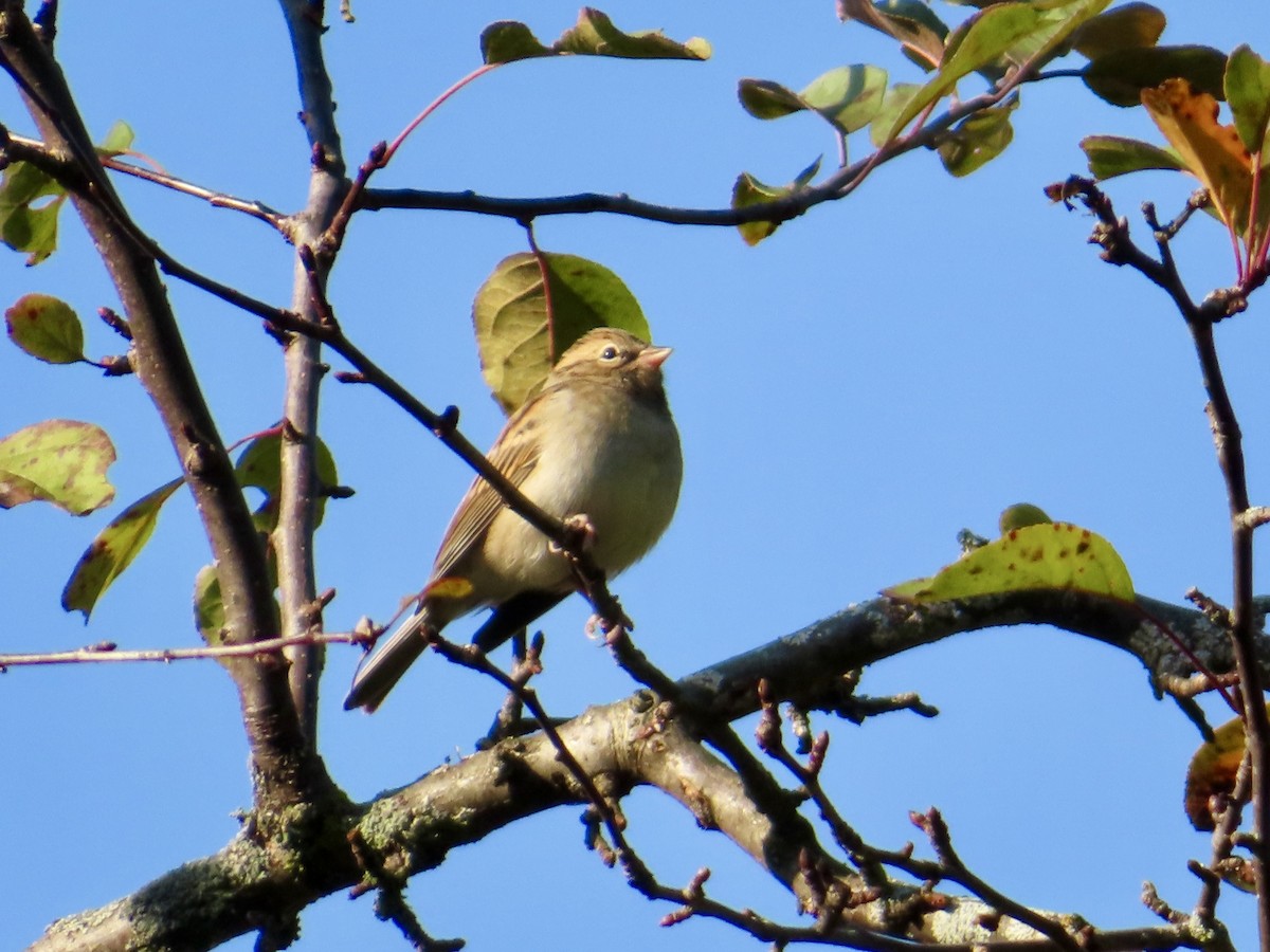 Field Sparrow - Christine Cote