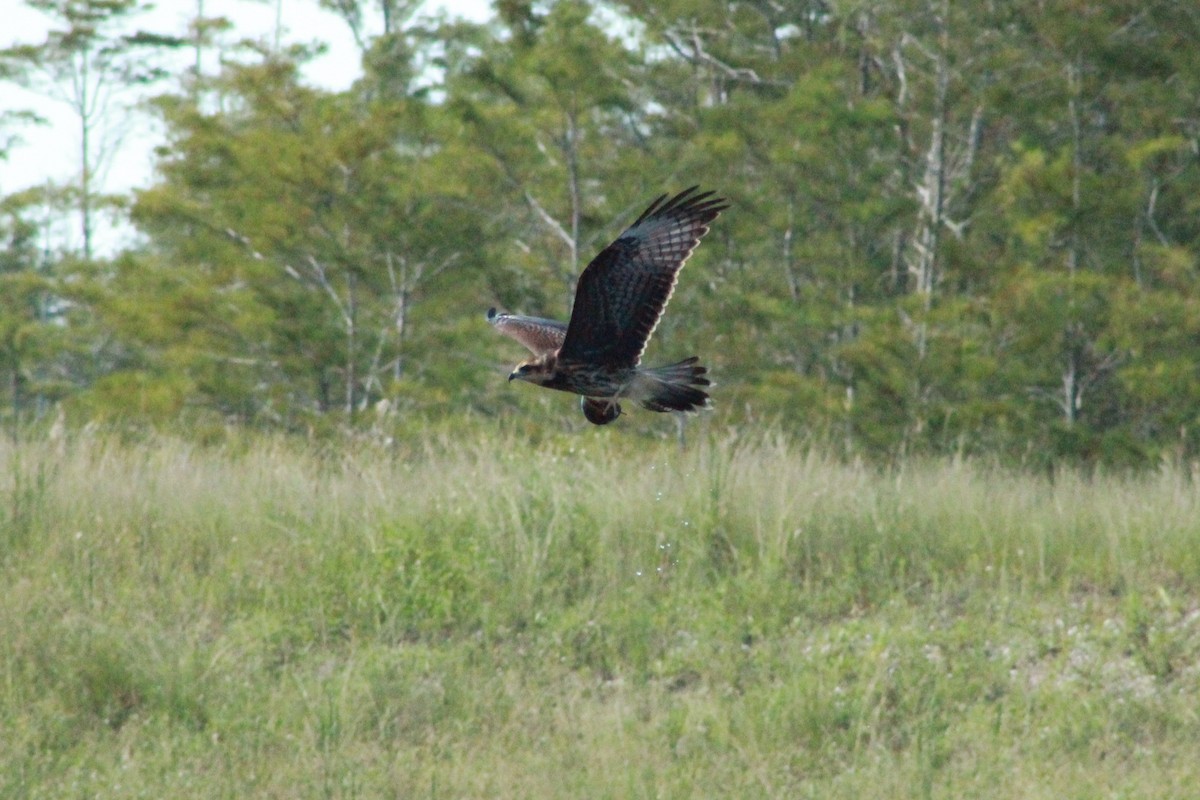 Snail Kite - Katie Moreland