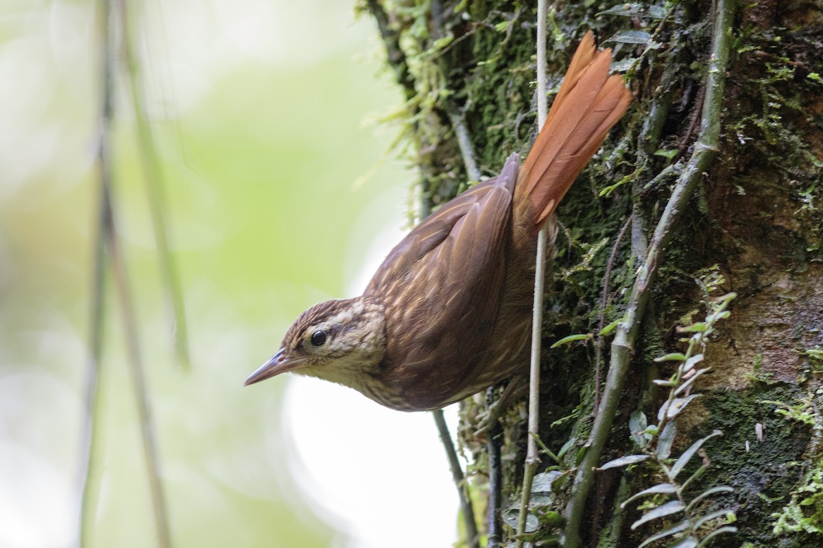 Pale-browed Treehunter - ML623952418