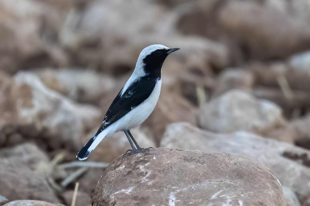 Finsch's Wheatear - ML623952421