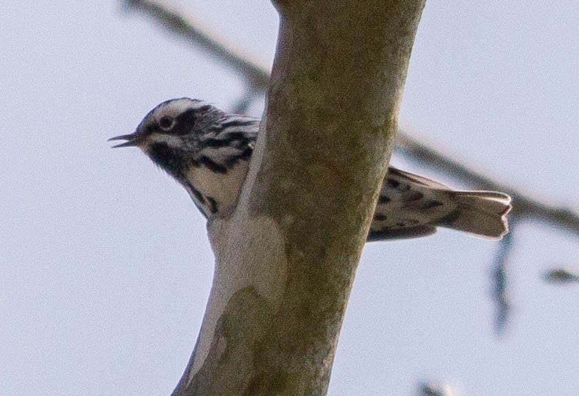 Black-and-white Warbler - ML623952422