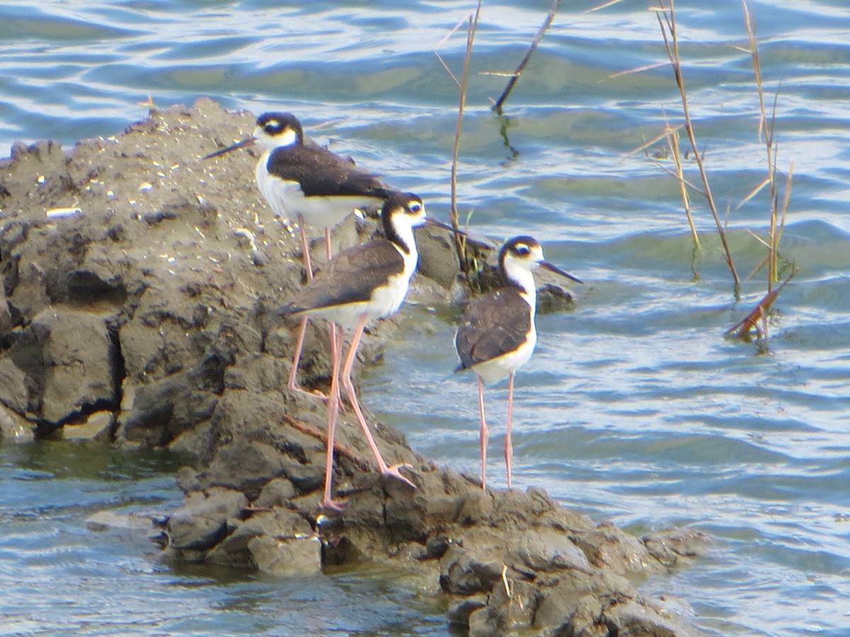 Black-necked Stilt - ML623952424