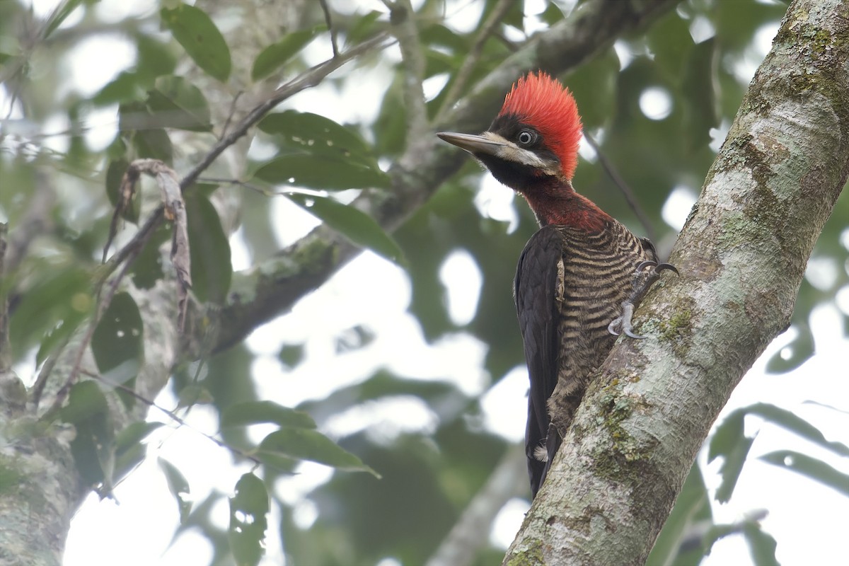 Robust Woodpecker - ML623952425