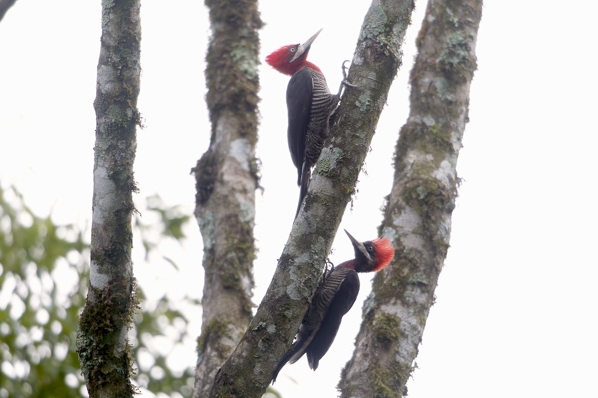 Robust Woodpecker - ML623952428