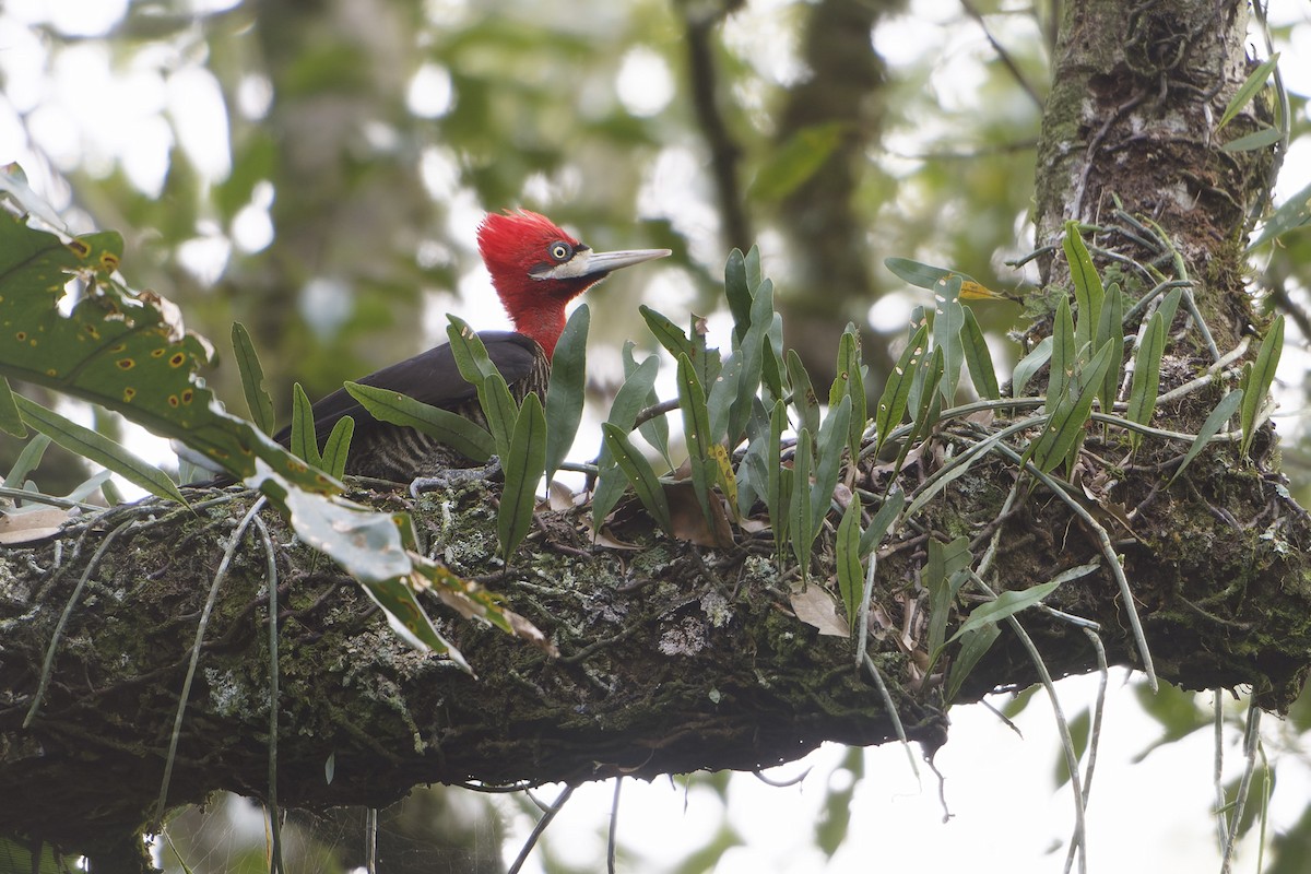 Robust Woodpecker - ML623952432