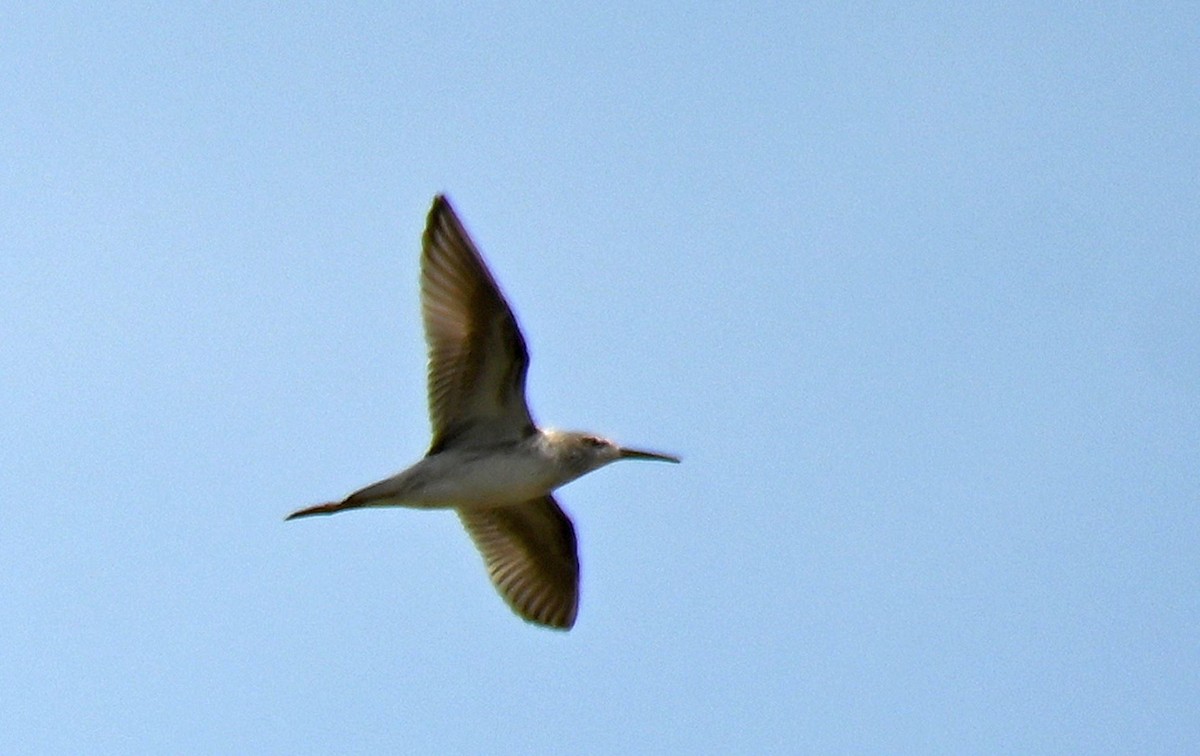 Stilt Sandpiper - Rick Luehrs