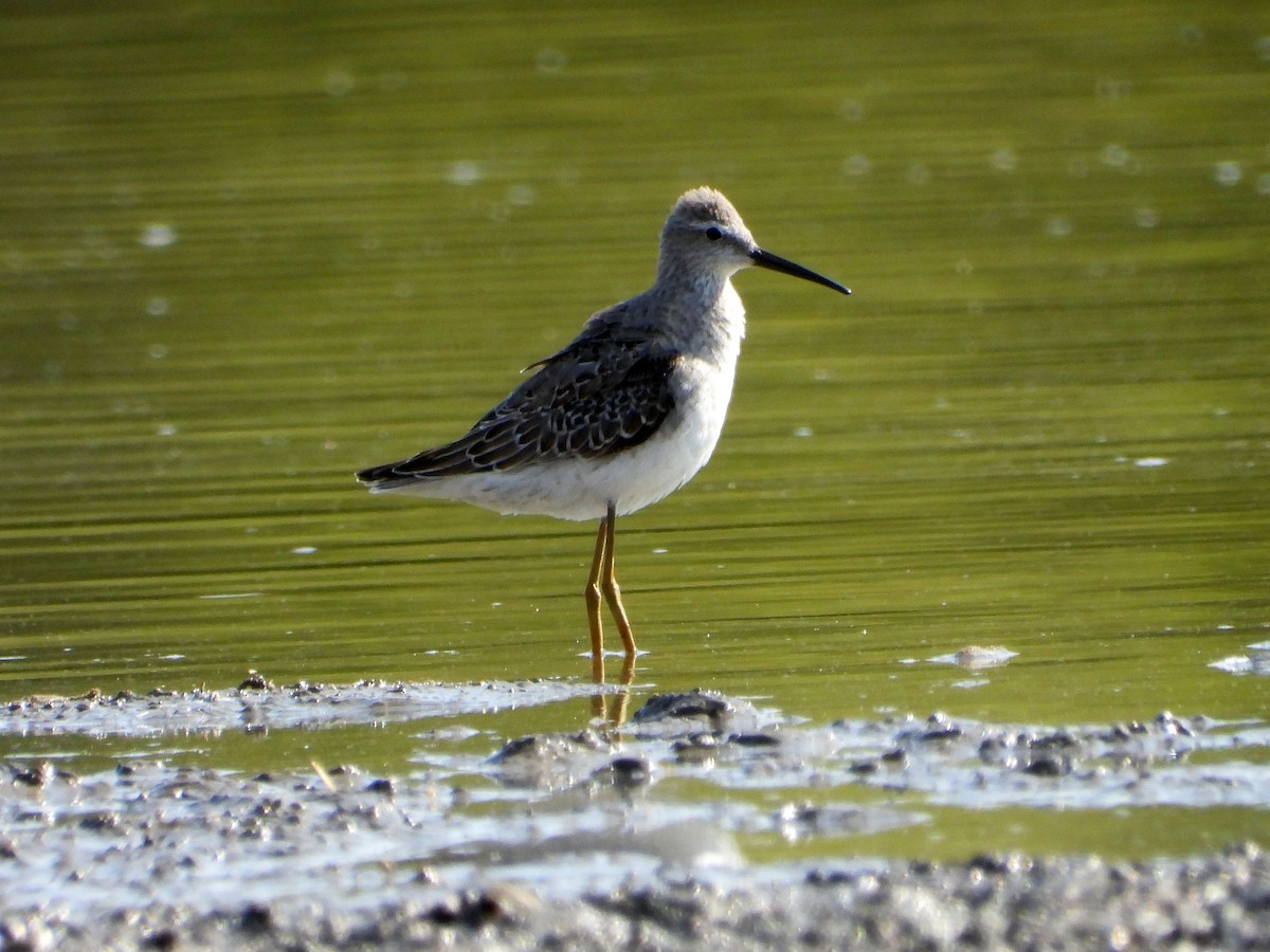 Stilt Sandpiper - ML623952434