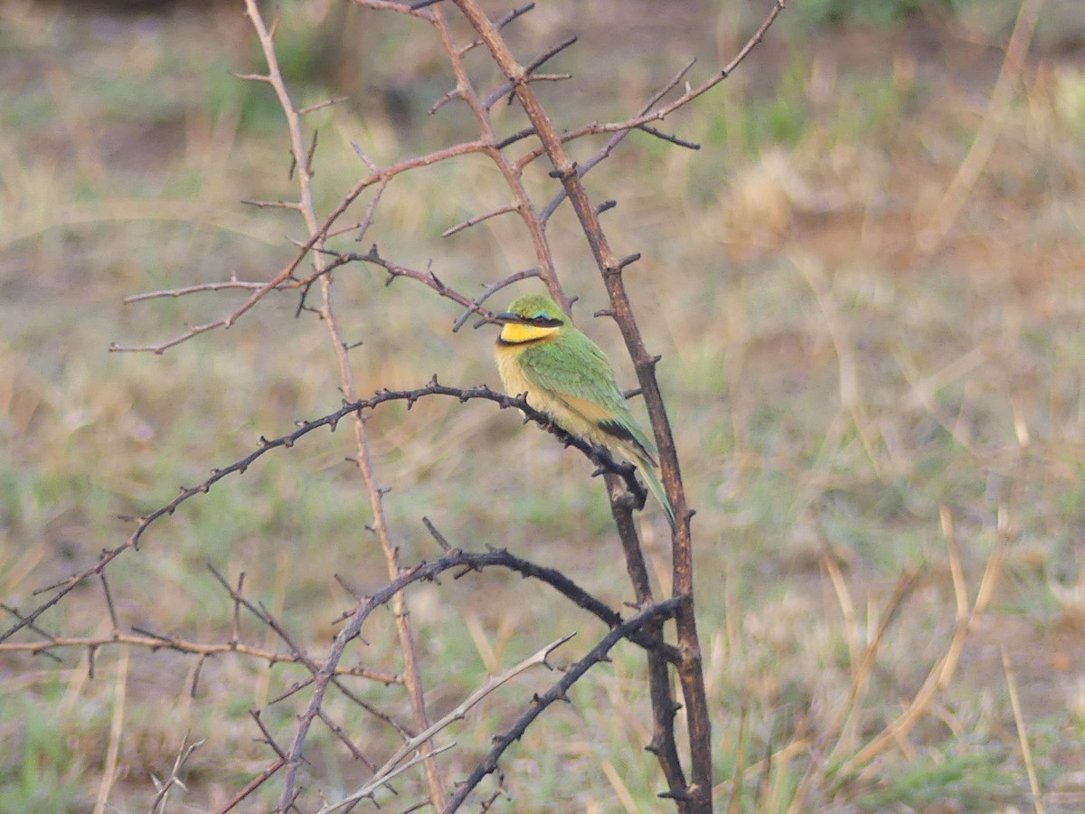 Little Bee-eater - ML623952438