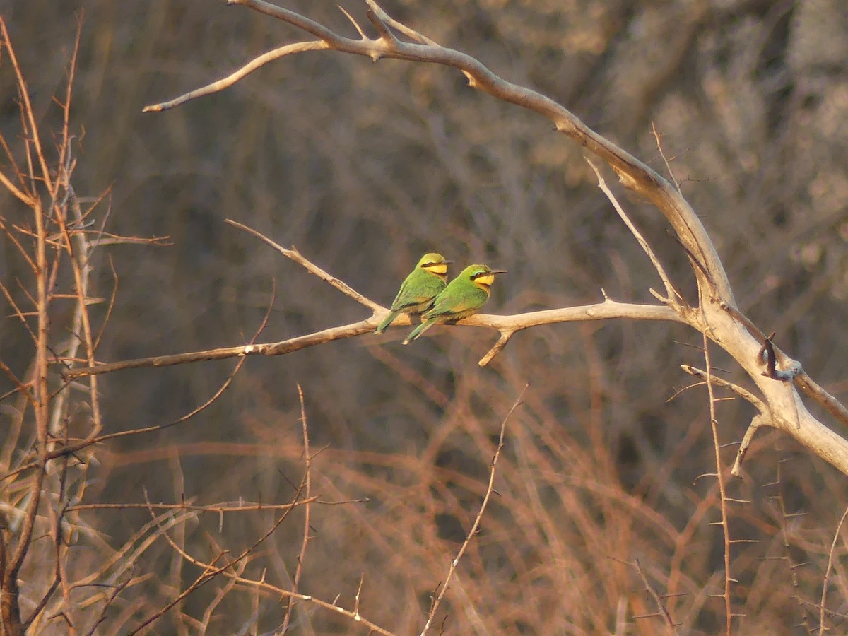 Little Bee-eater - ML623952439