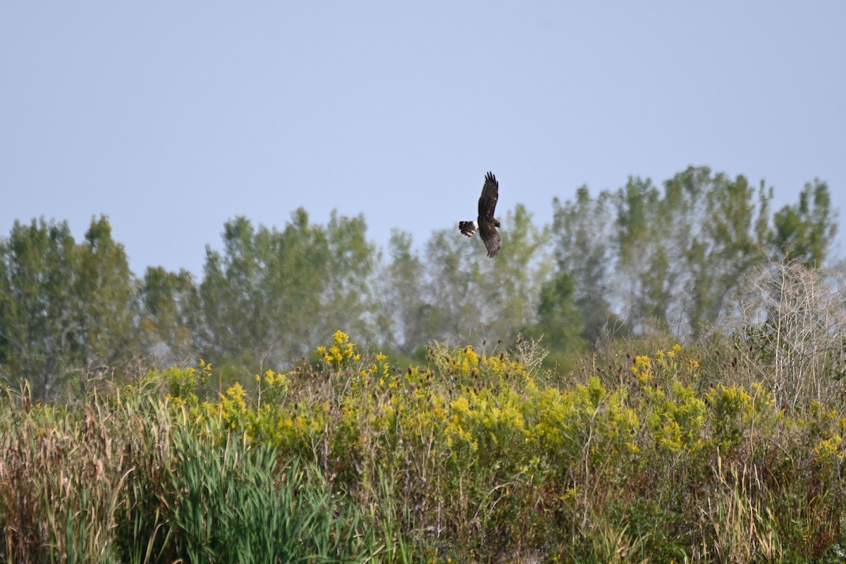 Northern Harrier - ML623952441