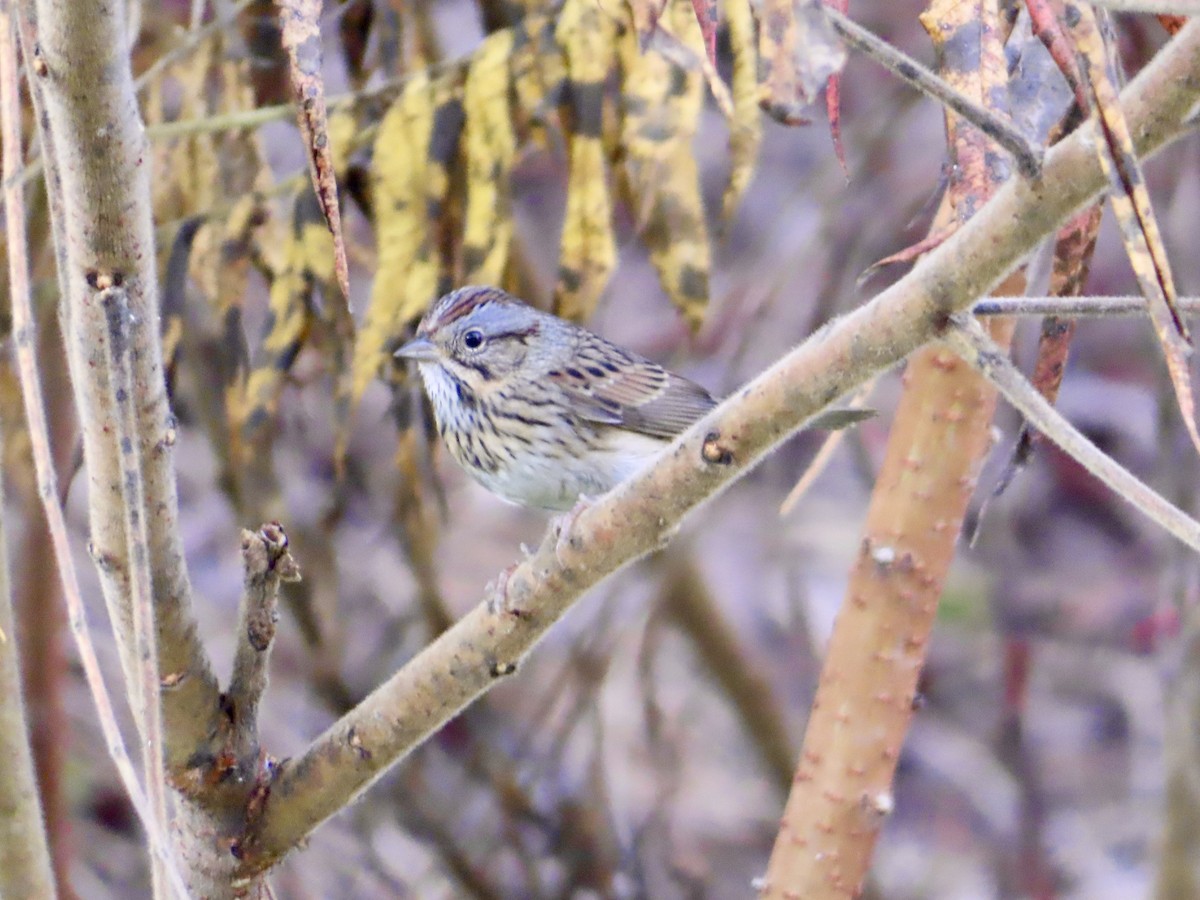 Lincoln's Sparrow - Christine Cote