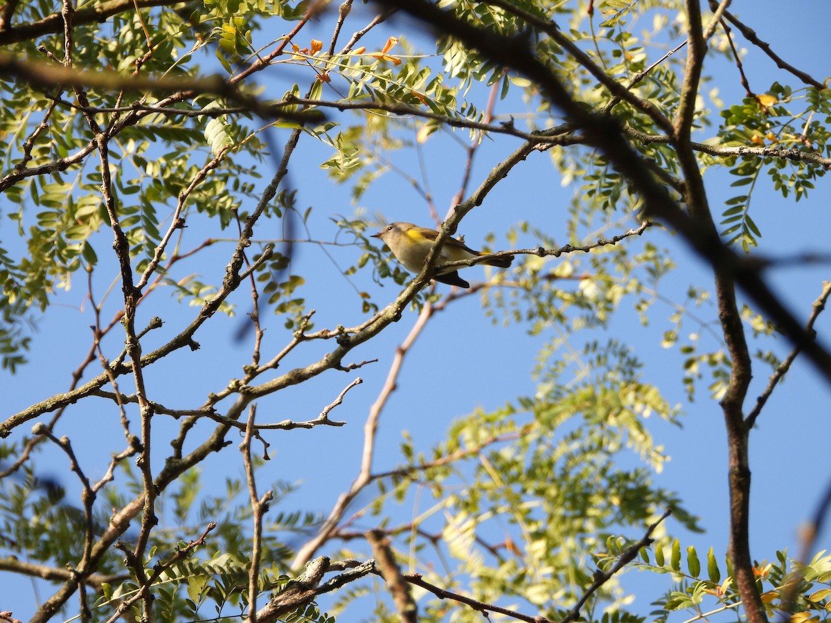 American Redstart - ML623952449