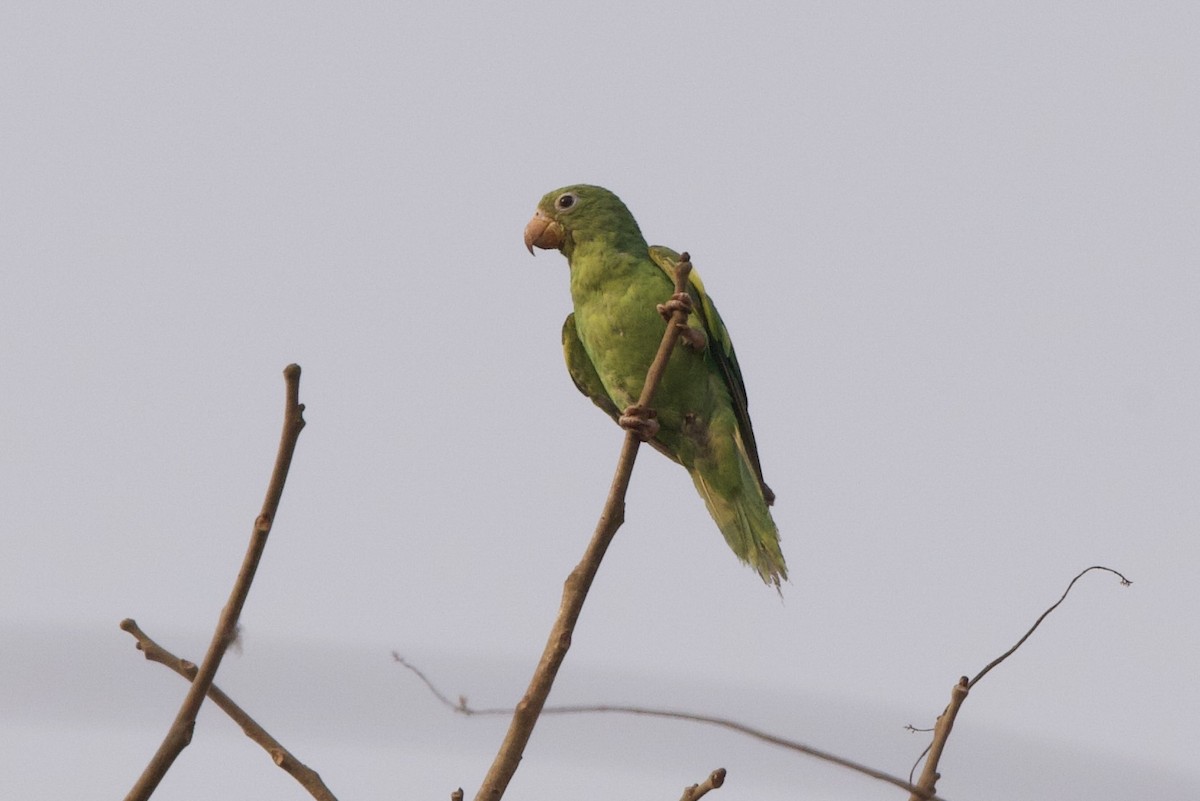 Yellow-chevroned Parakeet - John Bruin