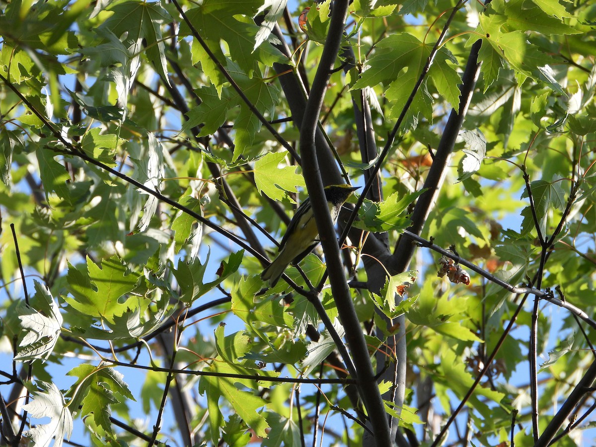 Black-throated Green Warbler - ML623952452