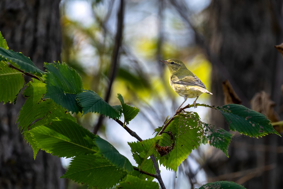 Tennessee Warbler - ML623952454