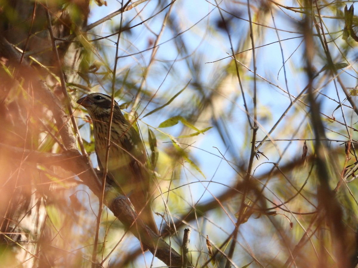 Rose-breasted Grosbeak - ML623952456