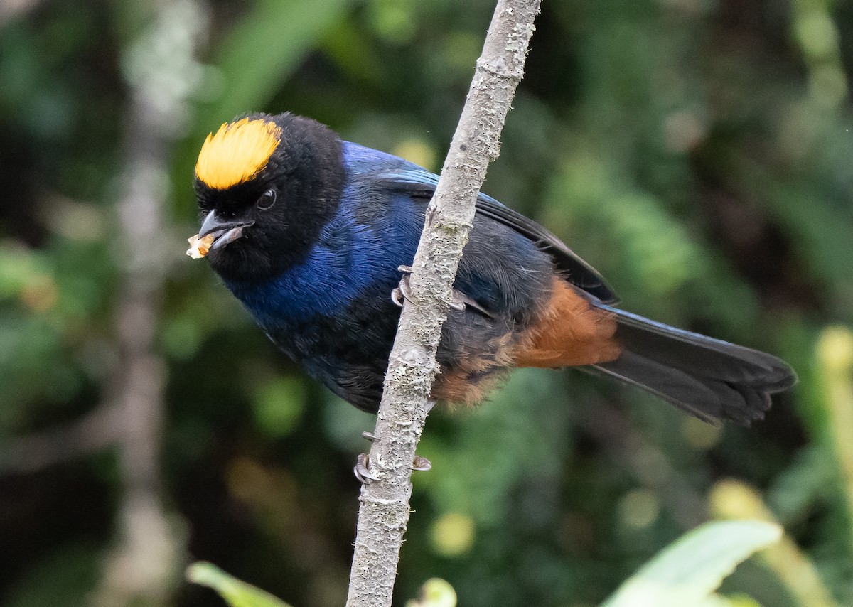 Golden-crowned Tanager - ML623952457