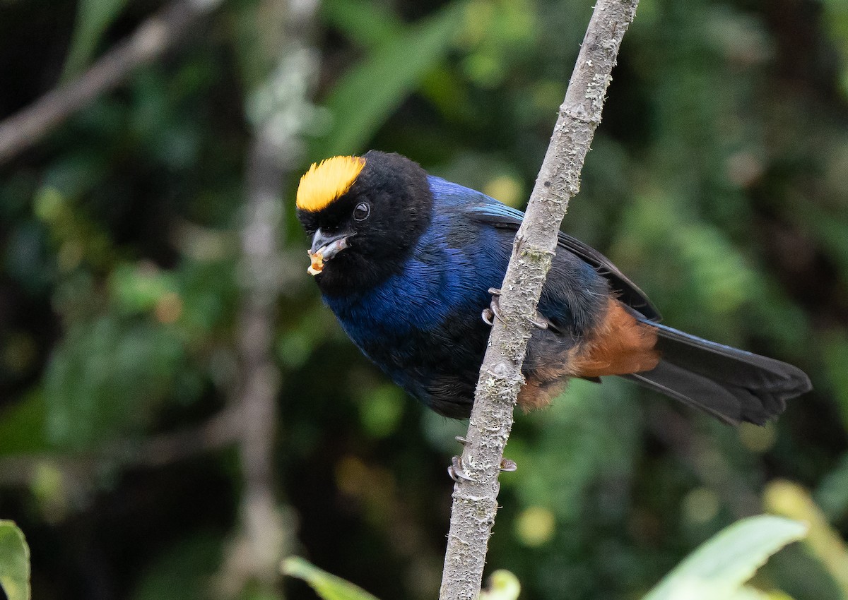 Golden-crowned Tanager - ML623952458