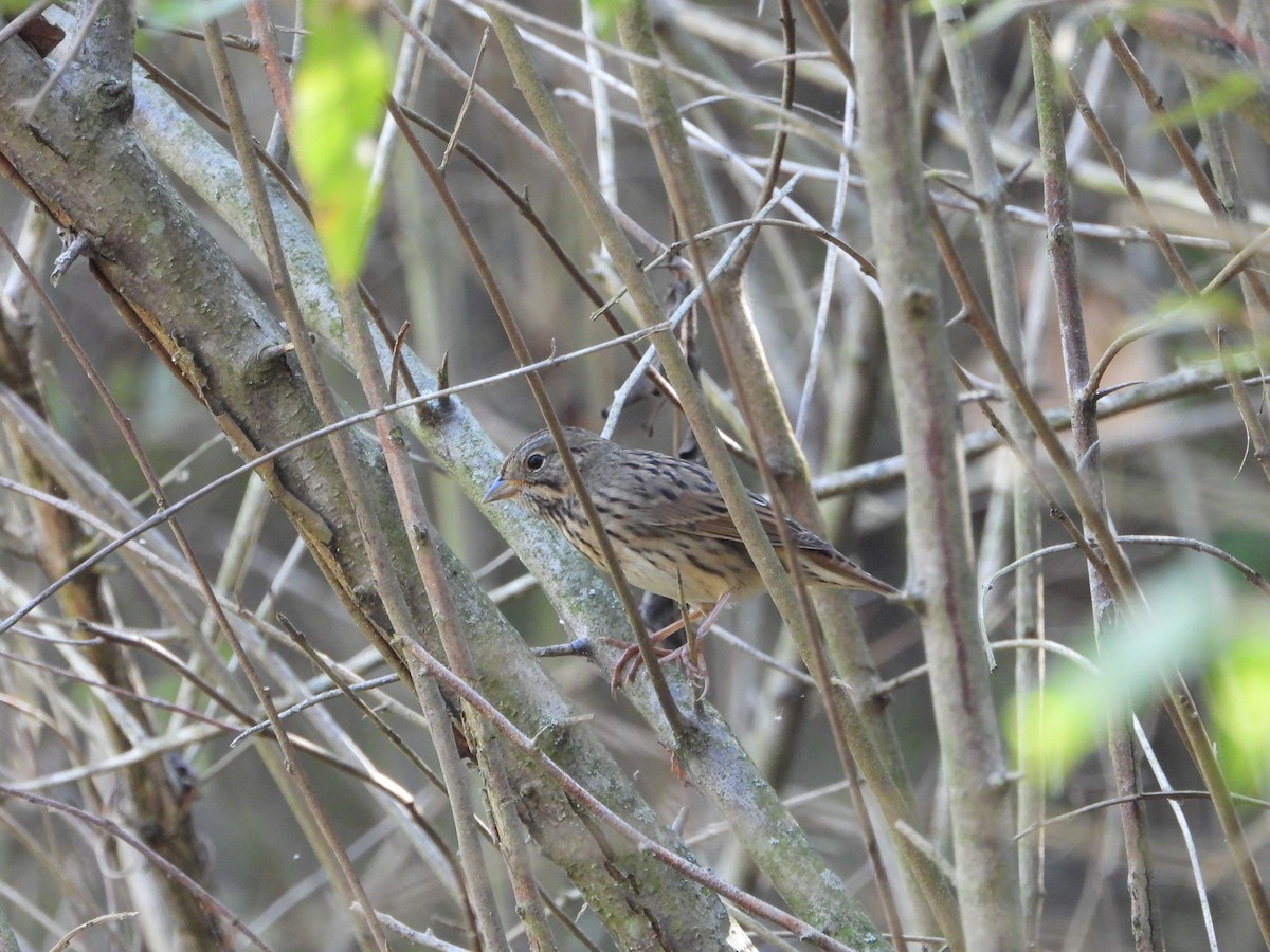 Lincoln's Sparrow - ML623952461