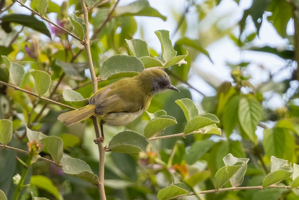 Yellow-breasted Apalis - ML623952463