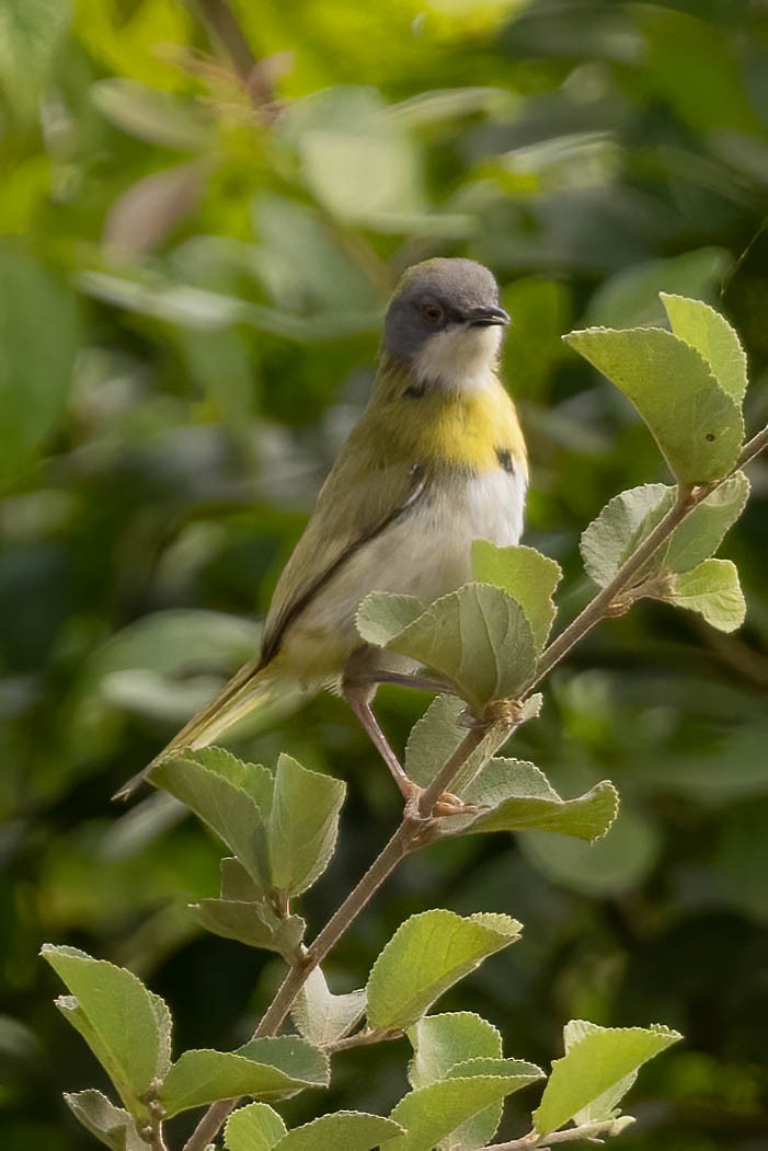 Yellow-breasted Apalis - ML623952466