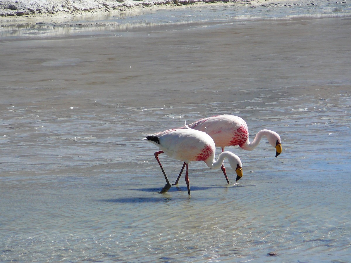 Andean Flamingo - ML623952467