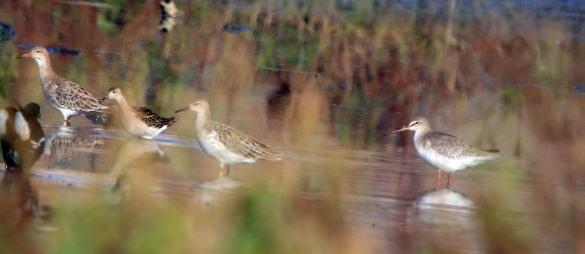 Spotted Redshank - ML623952474