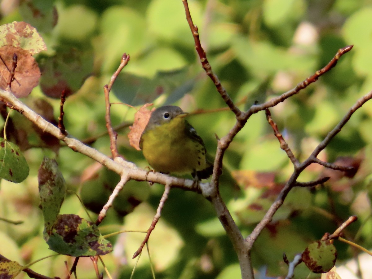 Magnolia Warbler - Christine Cote