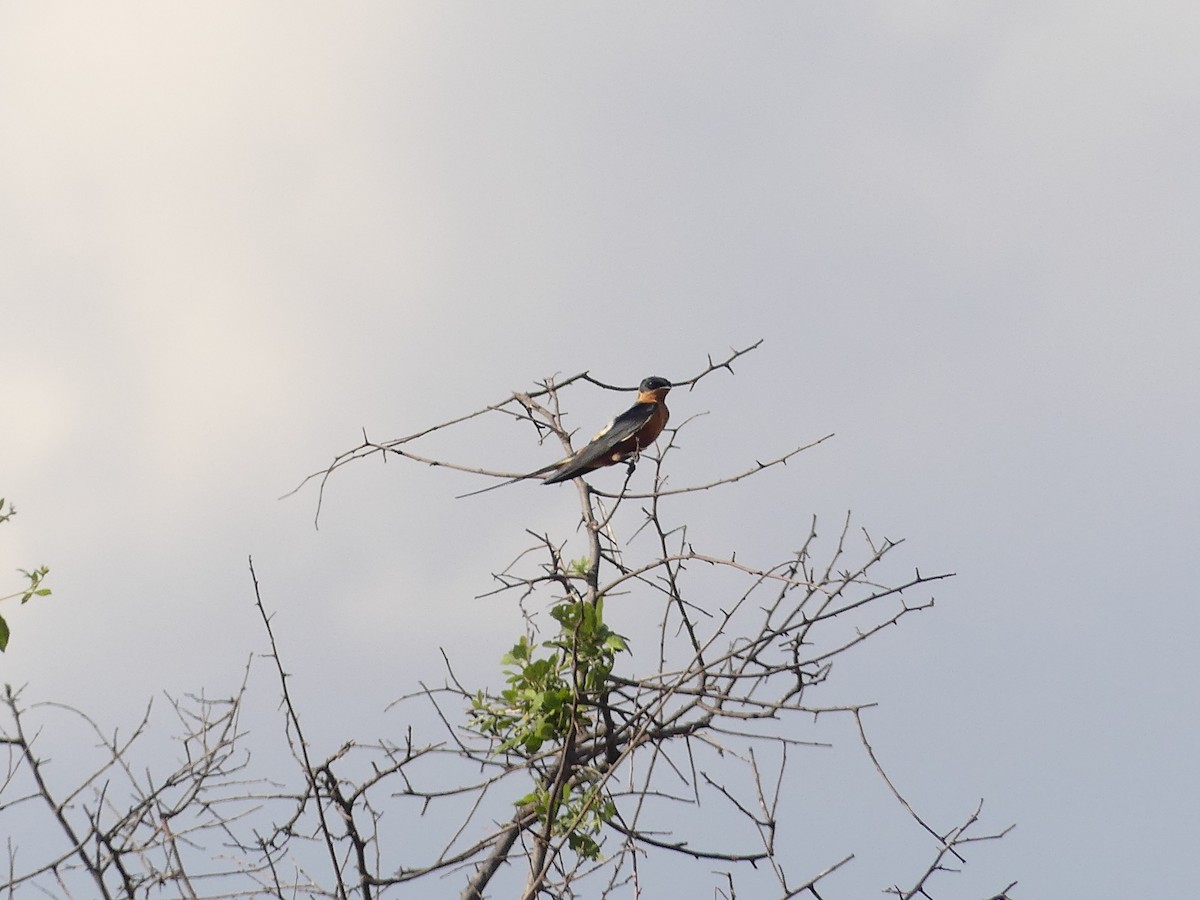 Rufous-chested Swallow - Duncan Wiseman