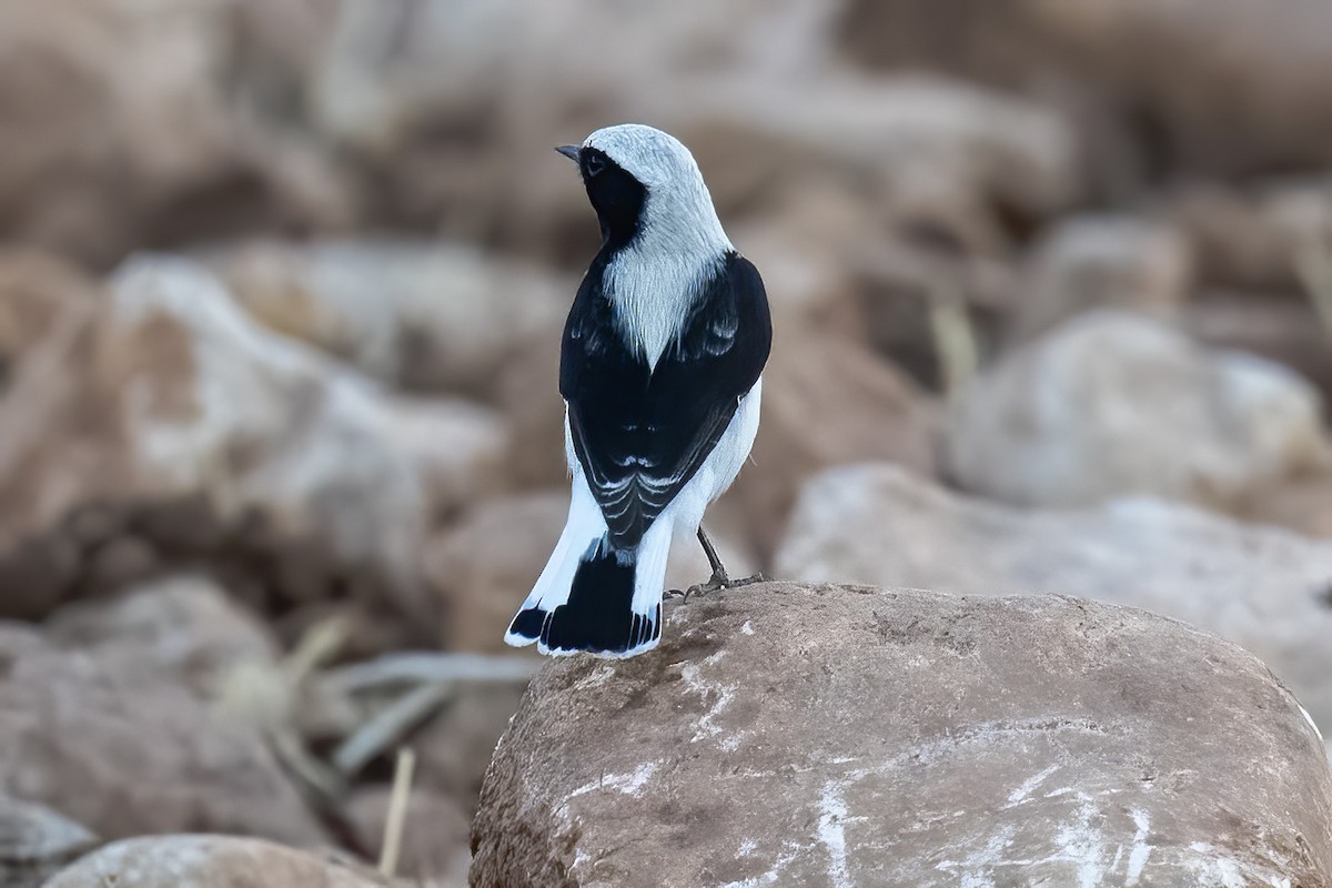 Finsch's Wheatear - Göktuğ  Güzelbey