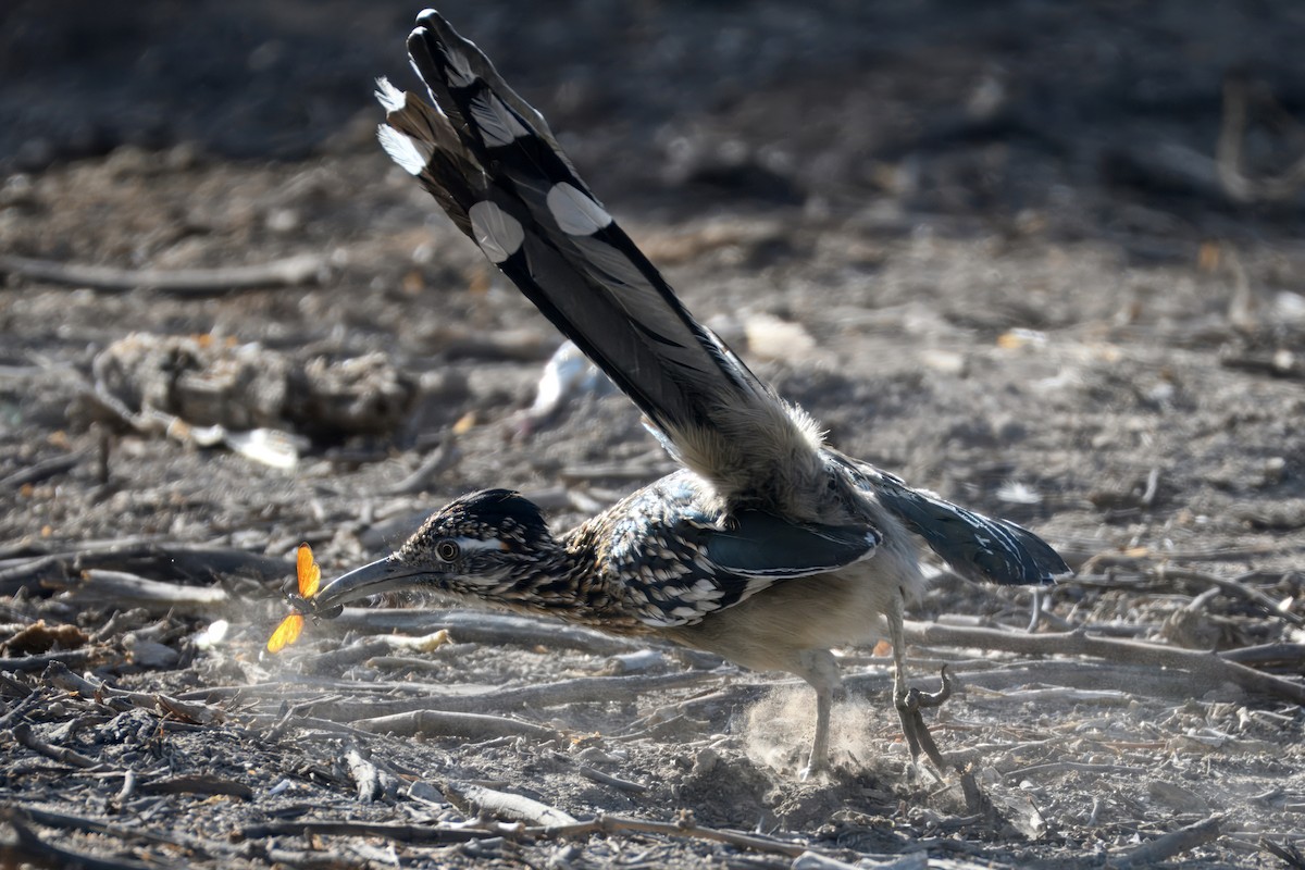 Greater Roadrunner - ML623952556