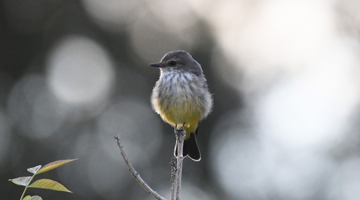 Vermilion Flycatcher - ML623952561