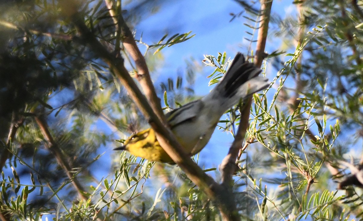 Townsend's Warbler - ML623952596