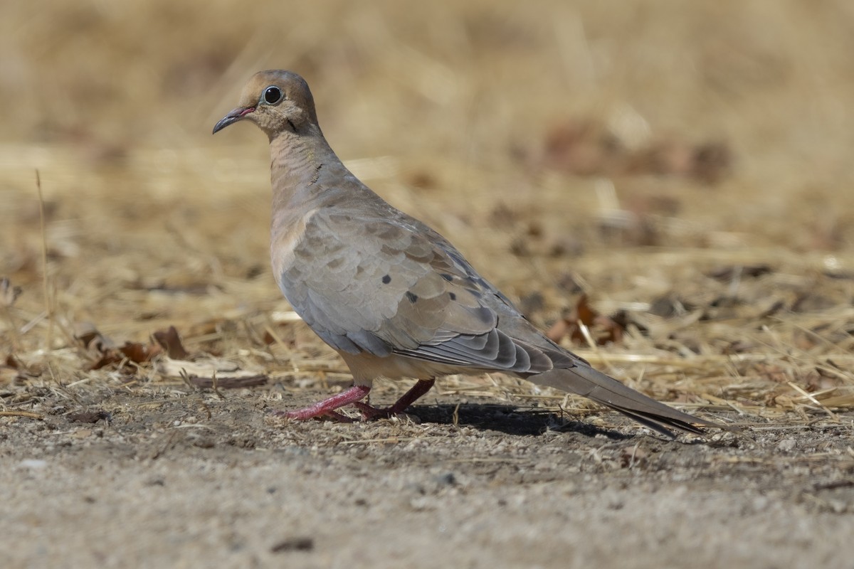 Mourning Dove - ML623952600