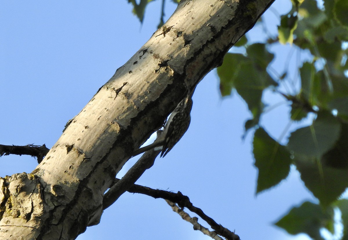 Brown Creeper - ML623952669