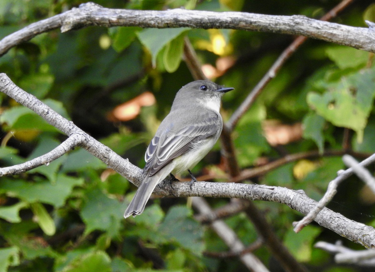 Eastern Phoebe - ML623952677