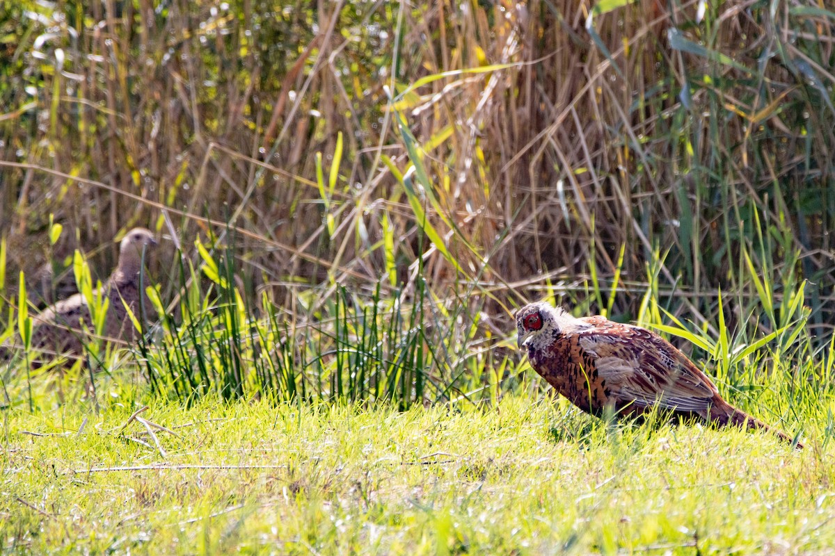 Ring-necked Pheasant - ML623952680