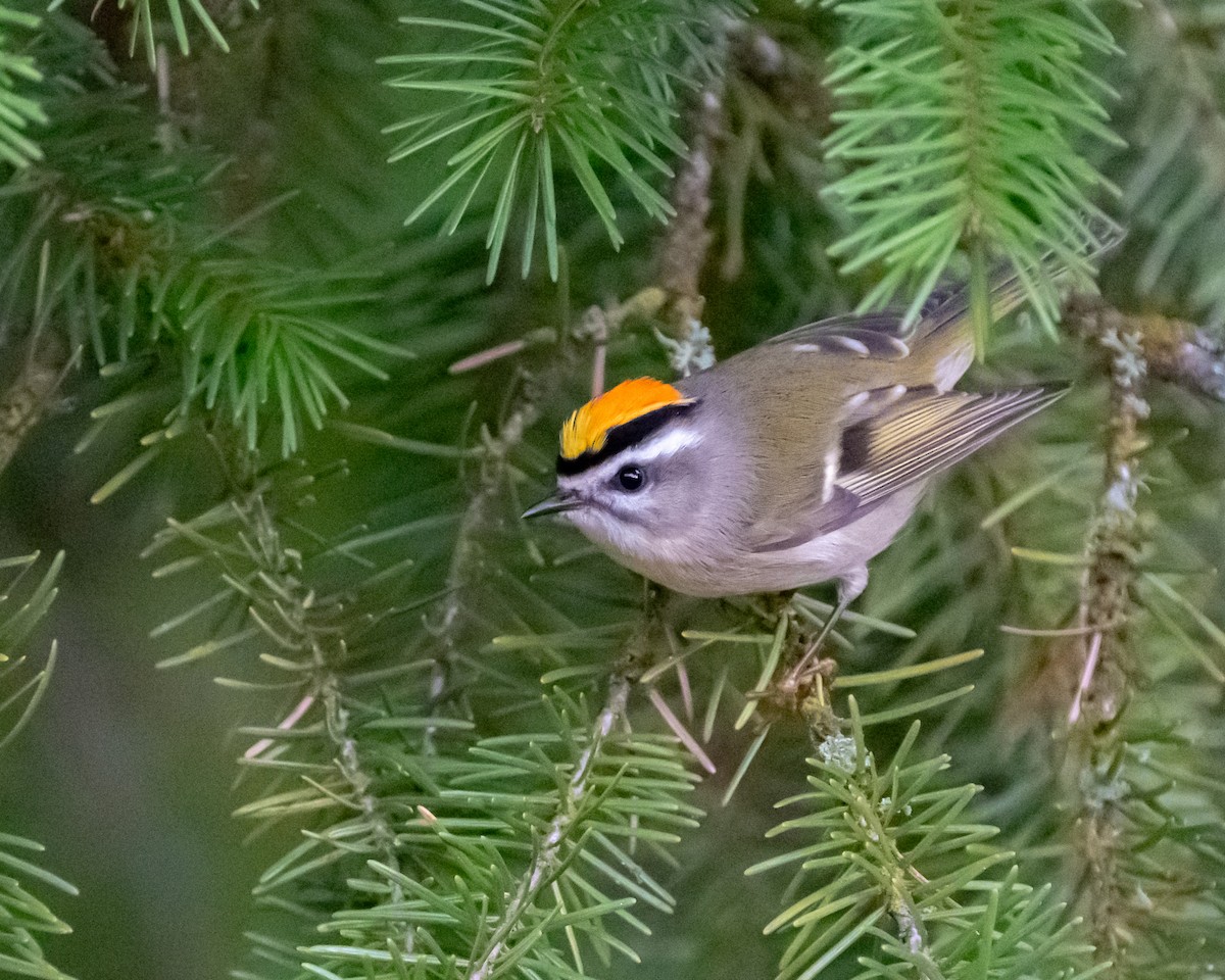 Golden-crowned Kinglet - ML623952685