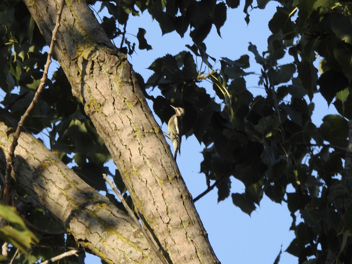 Yellow-bellied Sapsucker - ML623952687