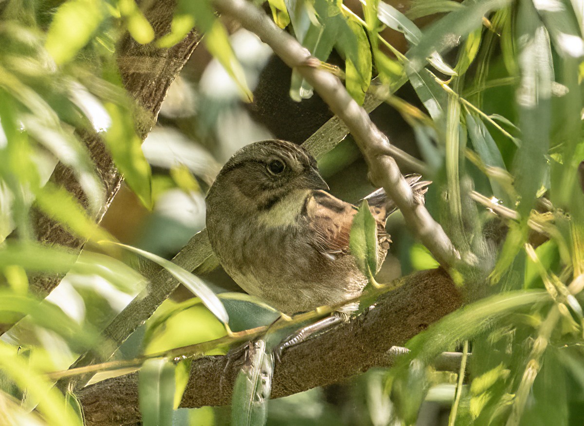 Swamp Sparrow - ML623952688